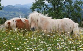 Bio Bauernhof - Mini Shetland Ponyhof Almbauer